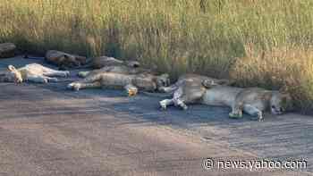 Coronavirus: Lions nap on road during South African lockdown
