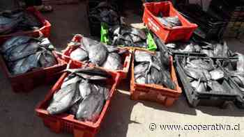 Hombre fue detenido por receptación de casi 600 kilos de reineta en Antofagasta