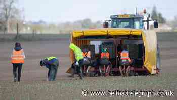 Fruit and vegetable pickers flown from Romania to UK