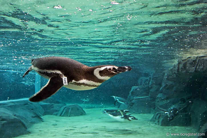 Aquarium of the Pacific brings sea animals to your homes amid coronavirus pandemic