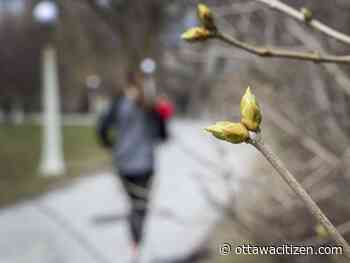 Science of spring: For the earliest flowers (and bugs), look up