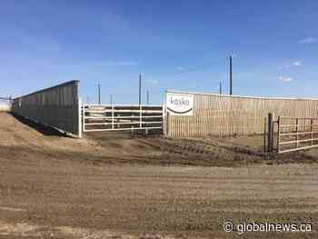 Alberta cattle feedlots eager for government assistance amid COVID-19