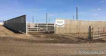 Coronavirus: Cattle feedlot manager hopeful for ‘set-aside’ funding as soon as possible