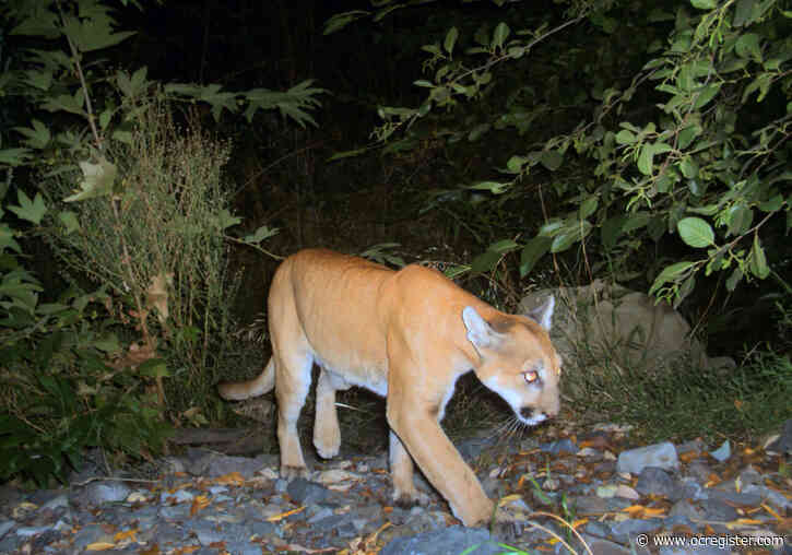 Threatened local mountain lions win new protections … for now