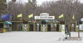 Toronto Zoo looking for financial help to feed animals during COVID-19 closure - Global News