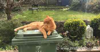 Bristol Waste making big change to collections next week