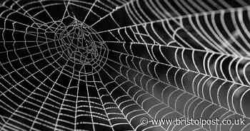 Lockdown creates surge in reports of venomous spiders in UK homes - Bristol Live