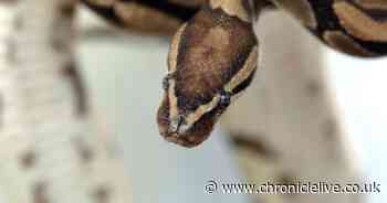 Woman fears pythons could on the loose after finding snake skin