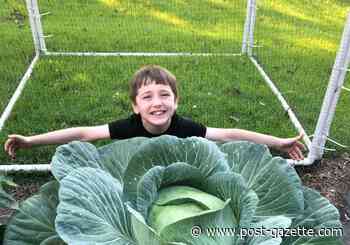 Can you grow a cabbage as big as Alex's?