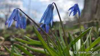 Ontario's green thumbs urge province to lift restrictions on gardening industry