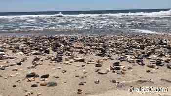 Seashells accumulate on North Carolina beaches because of coronavirus travel restrictions
