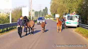 Niente lockdown per 3 cavalli, un asino e un maiale: scappano e camminano in mezzo alla strada - MilanoToday