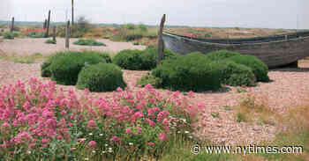 Planted in Sickness, Derek Jarman’s Garden Still Gives Joy