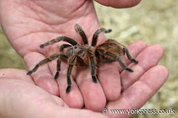 6 tarantulas and two hawk eggs stolen in York burglary