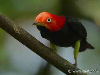 Netflix puts 10 free docuseries and documentary films on YouTube     - CNET