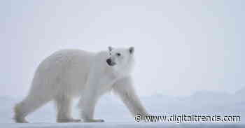 Netflix makes Our Planet, other documentaries available for free on YouTube