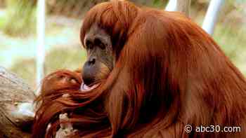 Fresno Chaffee Zoo mourns death of 49-year-old orangutan