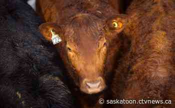 Sask. ranchers face 'anxiety' following beef market slump