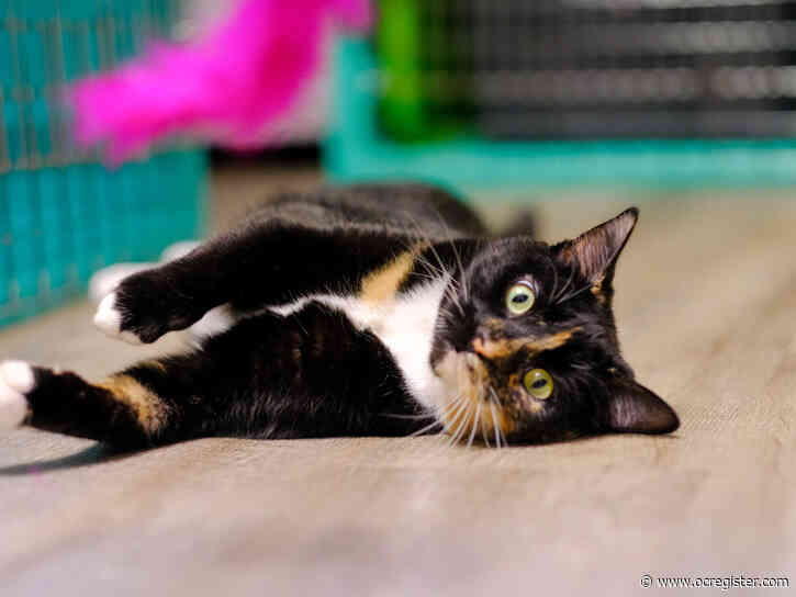 Looking for a snuggler? Kitty Marceline’s your girl
