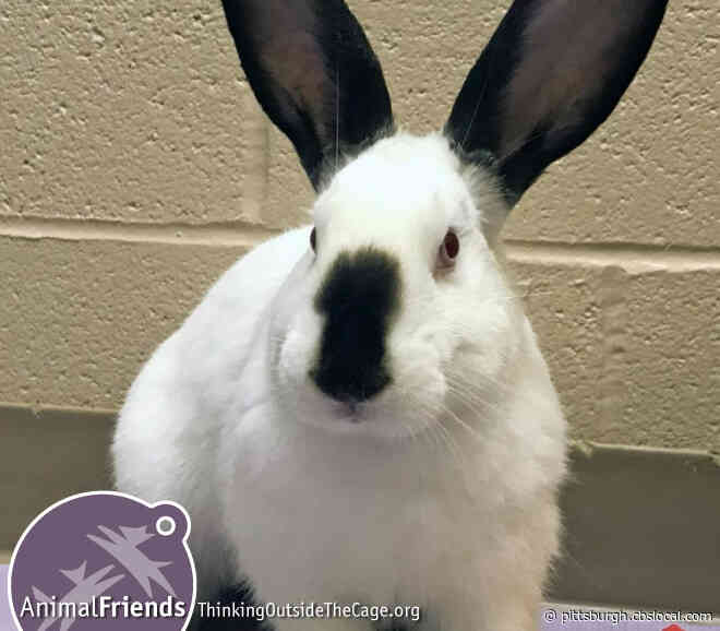 Furry Tails: Lurch, Paris And Andy Are Waiting For Forever Homes