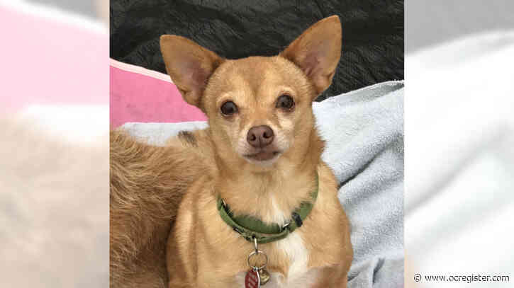 Chihuahua Nucky would make a great family pet