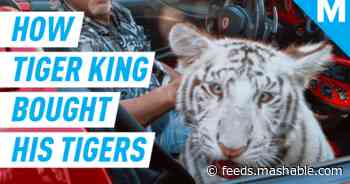 'Tiger King' has us all asking: why is it so easy to own exotic animals?