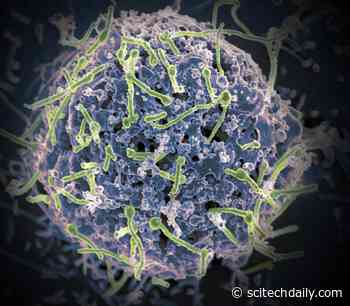 New Universal Ebola Vaccine May Fight All Species of Deadly Virus That Infect Humans