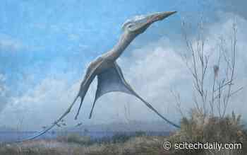 Studying Pterosaurs – Largest Animals Ever to Fly – To Better Engineer Manmade Flight