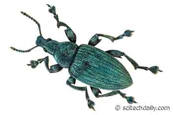 13,000-Year-Old Fossils Hint at Evolutionary Origins of Insects’ Structural Colors