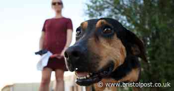 The 9 pet laws you probably didn't know existed