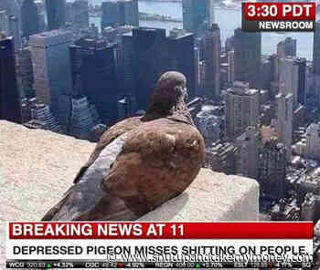 Depressed Pigeon Misses Shitting On People – Meme