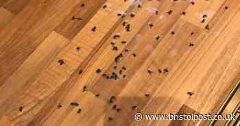 MP demands independent investigation into Avonmouth fly problem