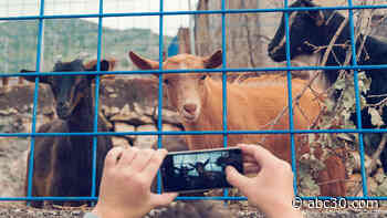 Farm lets businesses schedule conference calls with goats, pigs, other animal 'ambassadors'