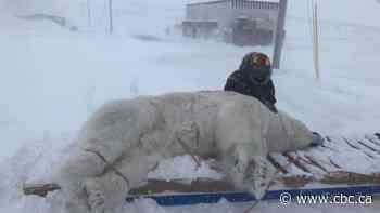 Ten-foot tall polar bear pays a visit to Nunavik family's home