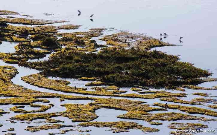 New book details how advocates saved Upper Newport Bay