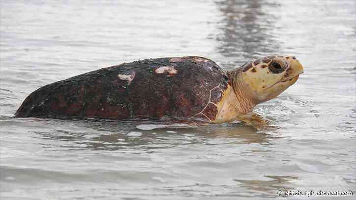 Sea Turtles Are Thriving As Coronavirus Lockdown Empties Florida Beaches