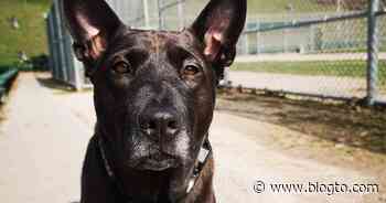 This is how COVID-19 is affecting dog rescue organizations in Toronto - blogTO