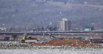 As birds battle for habitat on sinking island, biologists step in