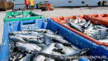 Internationaler Fischhandel ist zum Erliegen gekommen - Süddeutsche Zeitung