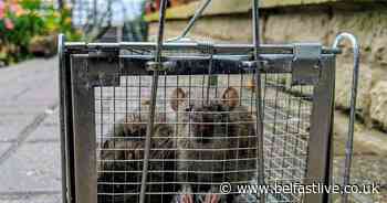 Why lockdown is driving rats into our homes - Belfast Live