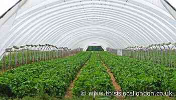 Farms across the UK are looking to take on furloughed staff