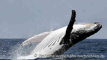 Wale an der kroatischen Adria-Küste gesichtet