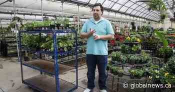 ‘I just want to survive’: Canadian greenhouses struggling with economic reality of COVID-19