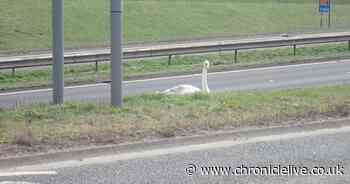 Swan rescued by police after it landed in the central reservation of the A19