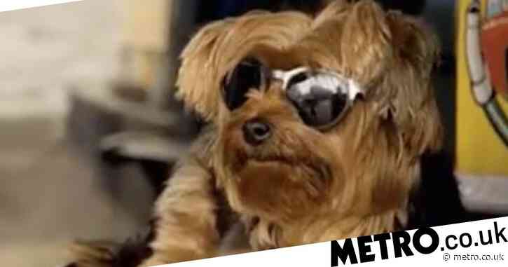 Race Across The World viewers baffled by dog wearing sunglasses: ‘Was I imagining things?’
