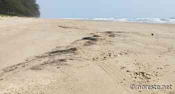 Aparece chapopote en playa de Tuxpan, Veracruz. - NORESTE