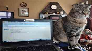 Working from home? Give your four-legged co-workers healthy treats and some alone time