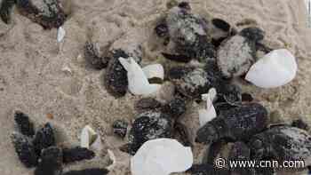 Sea turtles are thriving on closed beaches