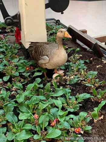 This is no yolk! Goose lays egg at York station entrance