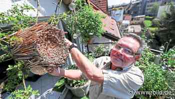 Hattingen: Auf diesem Balkon wohnen 10 000 Wildbienen - BILD
